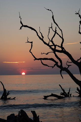USA-Georgia-Jekyll Island-Sunrise on Driftwood Beach of petrified trees Black Ornate Wood Framed Art Print with Double Matting by Looney, Hollice