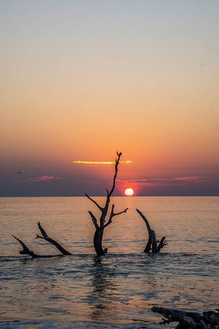 USA-Georgia-Jekyll Island-Sunrise on Driftwood Beach of petrified trees Black Ornate Wood Framed Art Print with Double Matting by Looney, Hollice
