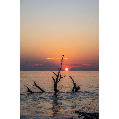 USA-Georgia-Jekyll Island-Sunrise on Driftwood Beach of petrified trees Black Modern Wood Framed Art Print by Looney, Hollice