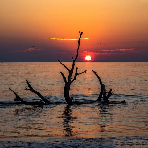 USA-Georgia-Jekyll Island-Sunrise on Driftwood Beach of petrified trees Black Modern Wood Framed Art Print by Looney, Hollice