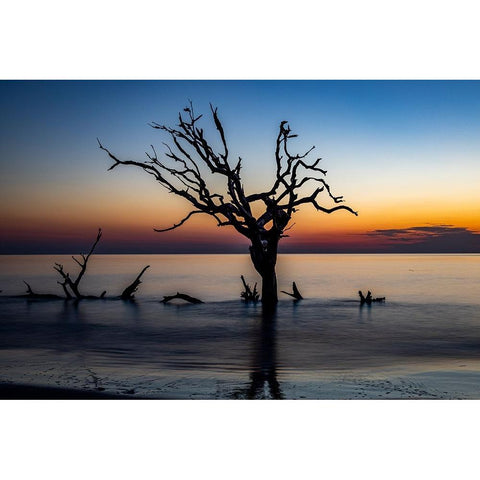 USA-Georgia-Jekyll Island-Sunrise on Driftwood Beach of petrified trees Gold Ornate Wood Framed Art Print with Double Matting by Looney, Hollice