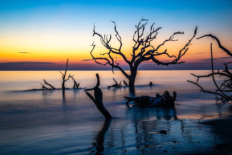 USA-Georgia-Jekyll Island-Sunrise on Driftwood Beach of petrified trees White Modern Wood Framed Art Print with Double Matting by Looney, Hollice