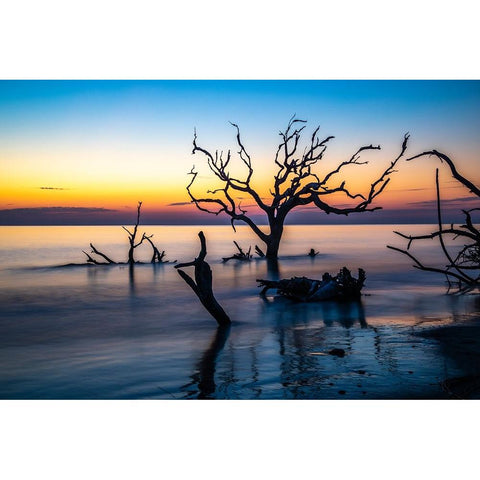 USA-Georgia-Jekyll Island-Sunrise on Driftwood Beach of petrified trees Black Modern Wood Framed Art Print with Double Matting by Looney, Hollice