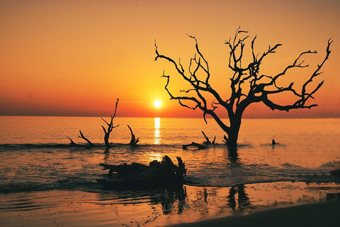 USA-Georgia-Jekyll Island-Sunrise on Driftwood Beach of petrified trees White Modern Wood Framed Art Print with Double Matting by Looney, Hollice