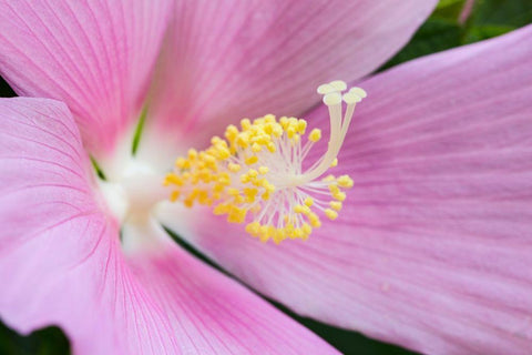 Georgia-Savannah Close-up of hibiscus flower White Modern Wood Framed Art Print with Double Matting by Wells, Joanne