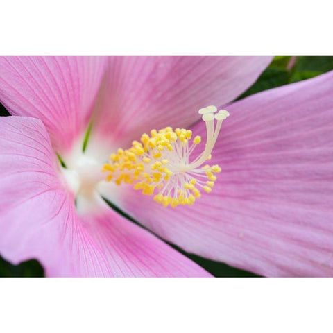 Georgia-Savannah Close-up of hibiscus flower Gold Ornate Wood Framed Art Print with Double Matting by Wells, Joanne
