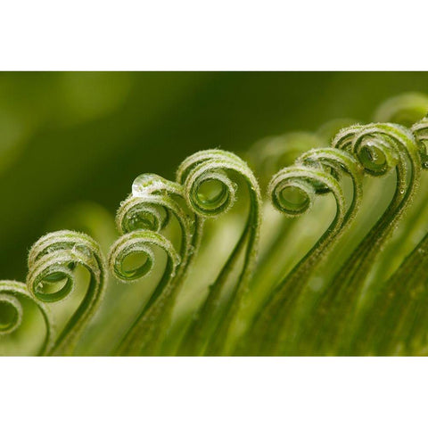 Georgia-Savannah Sago palm new growth Black Modern Wood Framed Art Print by Wells, Joanne