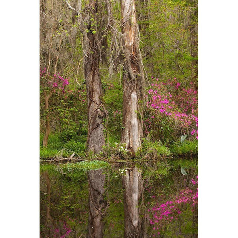 South Carolina-Charleston Azaleas blooming along ponds edge at Magnolia Gardens White Modern Wood Framed Art Print by Wells, Joanne