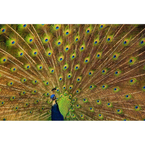 South Carolina-Charleston Peacock displaying spring tail feathers Black Modern Wood Framed Art Print by Wells, Joanne