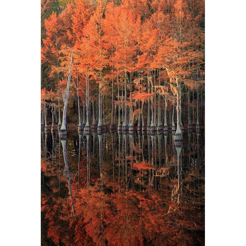 Georgia-Cypress trees with reflections in the fall Black Modern Wood Framed Art Print by Wells, Joanne