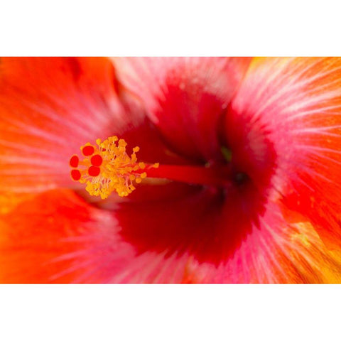 Georgia-Savannah Close-up of hibiscus in the spring White Modern Wood Framed Art Print by Wells, Joanne