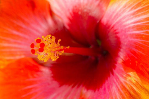 Georgia-Savannah Close-up of hibiscus in the spring Black Ornate Wood Framed Art Print with Double Matting by Wells, Joanne