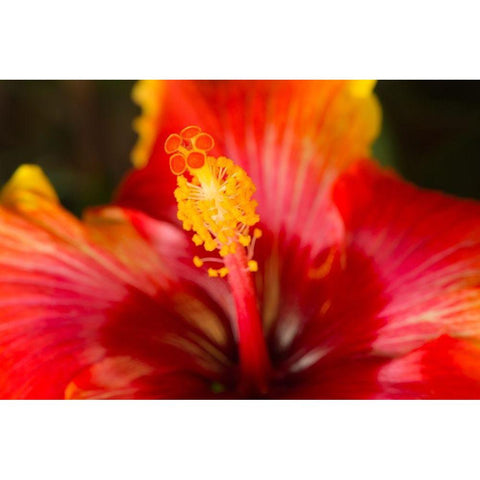 Georgia-Savannah Close-up of a hibiscus, Black Modern Wood Framed Art Print by Wells, Joanne