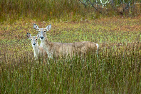 USA- Georgia- Savannah. Doe an fawn in the marsh grass. Black Ornate Wood Framed Art Print with Double Matting by Wells, Joanne