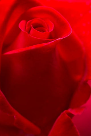 USA- Georgia- Savannah. Red rose bud in the spring. White Modern Wood Framed Art Print with Double Matting by Wells, Joanne