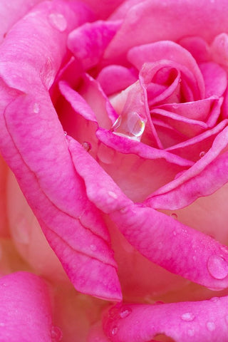 USA- Georgia- Savannah. Pink rose with water drops. Black Ornate Wood Framed Art Print with Double Matting by Wells, Joanne