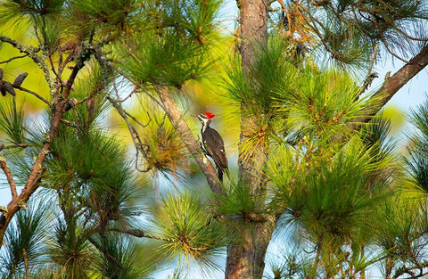 USA- Georgia- Savannah. Pileated woodpecker in tall pine tree. Black Ornate Wood Framed Art Print with Double Matting by Wells, Joanne