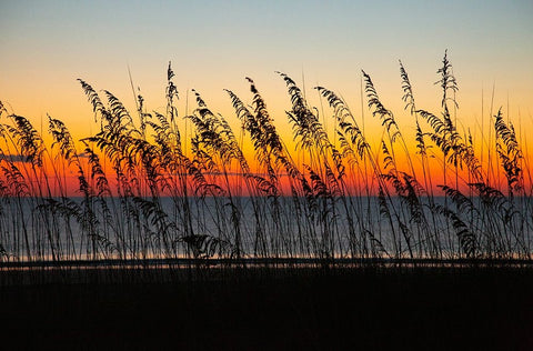 USA- Georgia- Tybee Island. Sunrise with silhouetted beach grass. Black Ornate Wood Framed Art Print with Double Matting by Wells, Joanne