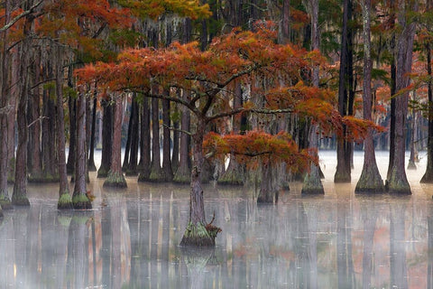 USA- Georgia- Twin City. Fall cypress tress in the fog Black Ornate Wood Framed Art Print with Double Matting by Wells, Joanne