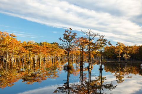 USA- Georgia- Twin City. Cypress trees in morning light in the fall. White Modern Wood Framed Art Print with Double Matting by Wells, Joanne