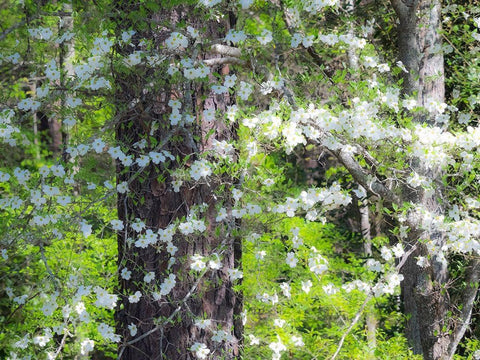 Georgia-Callaway gardens springtime White Modern Wood Framed Art Print with Double Matting by Gulin, Sylvia