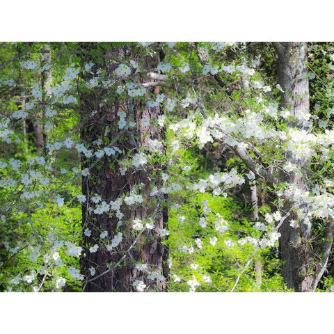 Georgia-Callaway gardens springtime Black Modern Wood Framed Art Print by Gulin, Sylvia
