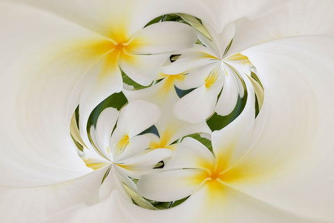 Plumerias a genus of flowering plants in the dogbane family-Maui-Hawaii White Modern Wood Framed Art Print with Double Matting by Jones, Adam