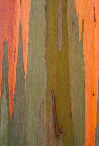 Hawaii, Kauai Detail of eucalyptus tree bark White Modern Wood Framed Art Print with Double Matting by Flaherty, Dennis