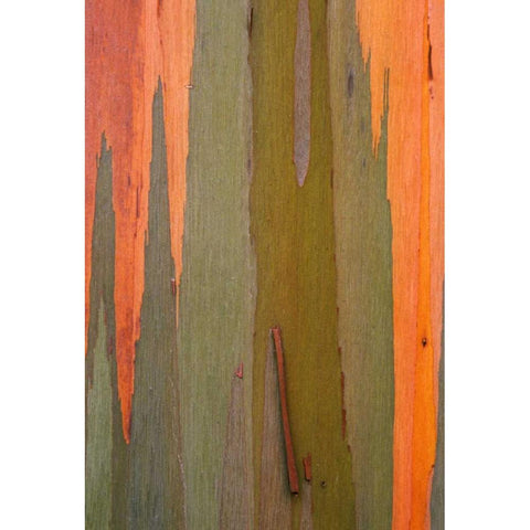 Hawaii, Kauai Detail of eucalyptus tree bark Black Modern Wood Framed Art Print with Double Matting by Flaherty, Dennis