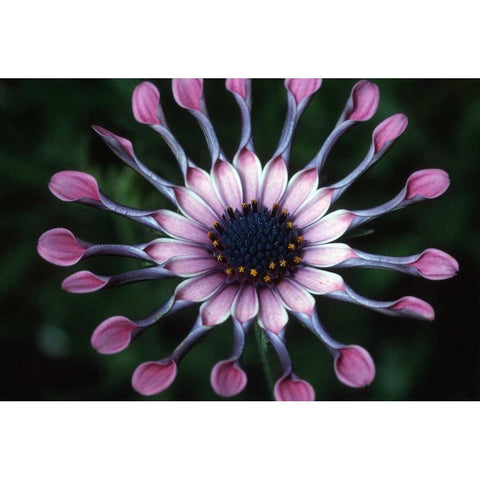 Hawaii, Maui Spoon daisy wildflower Black Modern Wood Framed Art Print by Ross, Nancy ,  Steve