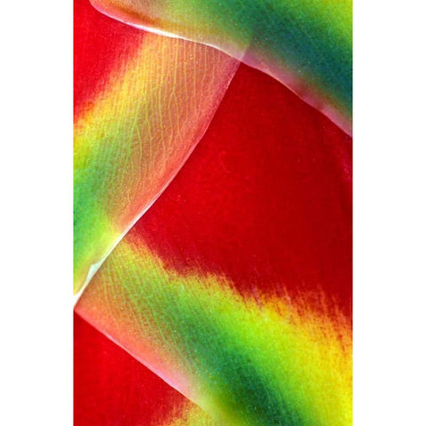 Hawaii, Maui Lobster claw or heliconia rostrata Black Modern Wood Framed Art Print by Needle, Charles