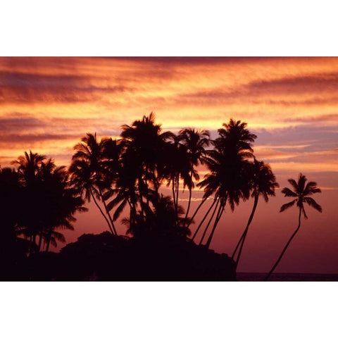 USA, Hawaii, Big Island Sunset over palm grove Black Modern Wood Framed Art Print with Double Matting by Ross, Nancy ,  Steve