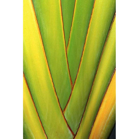 USA, Hawaii, Big Island Tropical plant abstract Gold Ornate Wood Framed Art Print with Double Matting by Ross, Nancy ,  Steve