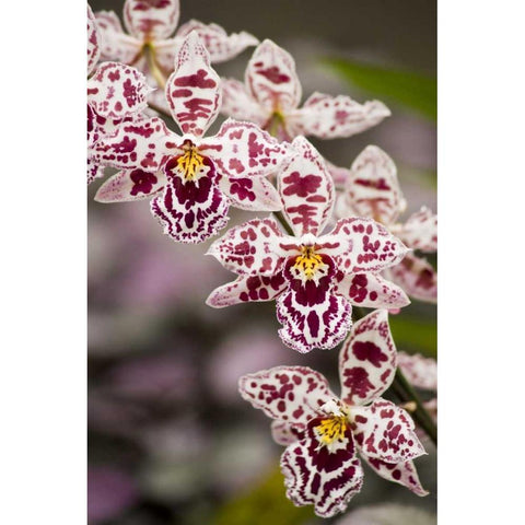 Hawaii, Hilo A spray of orchids growing Black Modern Wood Framed Art Print with Double Matting by Kaveney, Wendy