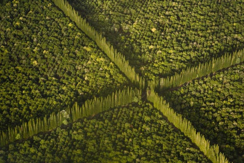 HI, Hilo Aerial view of Macadamia Nut Farm trees White Modern Wood Framed Art Print with Double Matting by Kaveney, Wendy