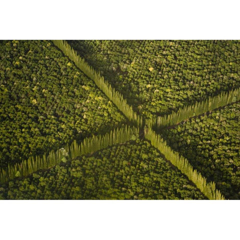 HI, Hilo Aerial view of Macadamia Nut Farm trees Black Modern Wood Framed Art Print by Kaveney, Wendy