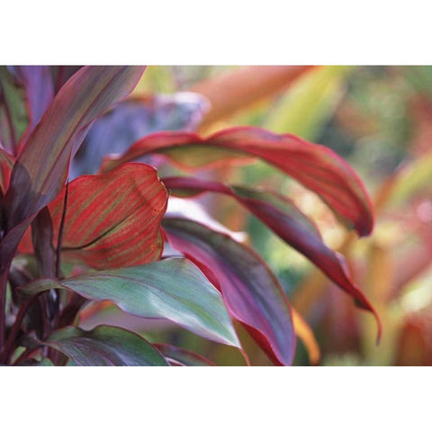 USA, Hawaii, Kauai Close-up of ti plant leaves Black Modern Wood Framed Art Print with Double Matting by Satushek, Steve