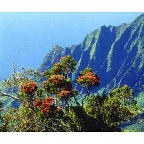 HI, Kauai Flowering tree above the Na Pali Coast Black Modern Wood Framed Art Print with Double Matting by Talbot Frank, Christopher