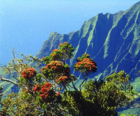 HI, Kauai Flowering tree above the Na Pali Coast Black Ornate Wood Framed Art Print with Double Matting by Talbot Frank, Christopher