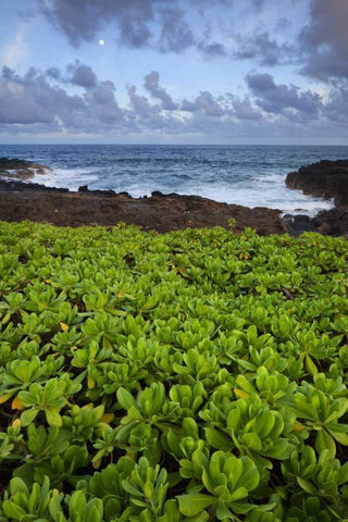 Hawaii, Kauai Plants next to rocky coastline White Modern Wood Framed Art Print with Double Matting by Flaherty, Dennis