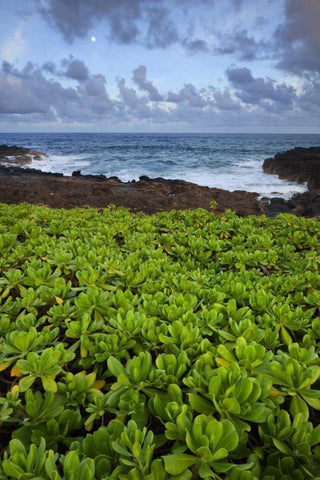 Hawaii, Kauai Plants next to rocky coastline Black Ornate Wood Framed Art Print with Double Matting by Flaherty, Dennis