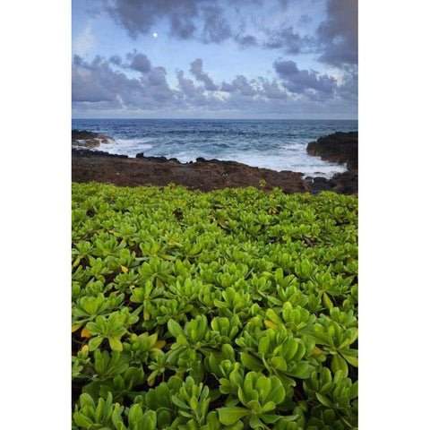 Hawaii, Kauai Plants next to rocky coastline White Modern Wood Framed Art Print by Flaherty, Dennis
