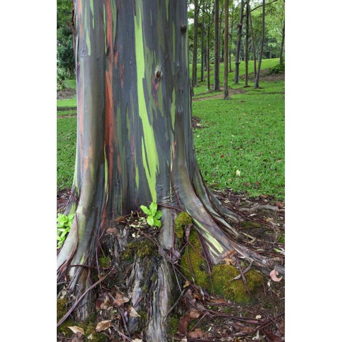 Hawaii, Kauai Colorful eucalyptus tree bark White Modern Wood Framed Art Print by Flaherty, Dennis