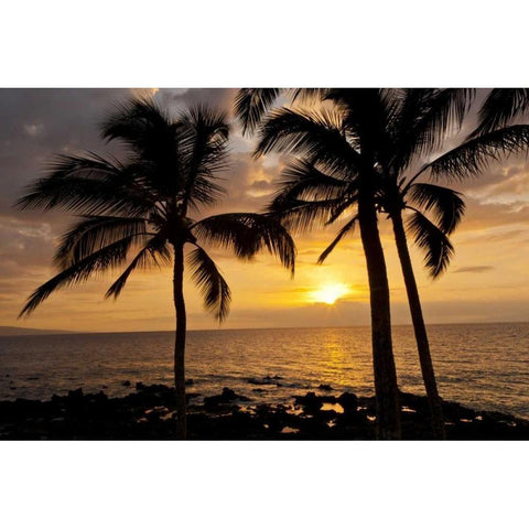 USA, Hawaii, Maui, Kihei Palm tree sunset Black Modern Wood Framed Art Print by Illg, Cathy and Gordon