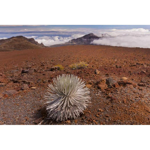 Hawaii, Maui, Haleakala NP Silversword plant Black Modern Wood Framed Art Print by Illg, Cathy and Gordon