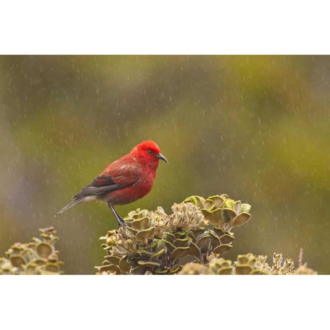 HI, Maui, Haleakala NP Apapane bird in rain Black Modern Wood Framed Art Print by Illg, Cathy and Gordon