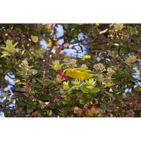 HI, Hakalau Forest Amakihi bird drinking nectar Black Modern Wood Framed Art Print by Illg, Cathy and Gordon