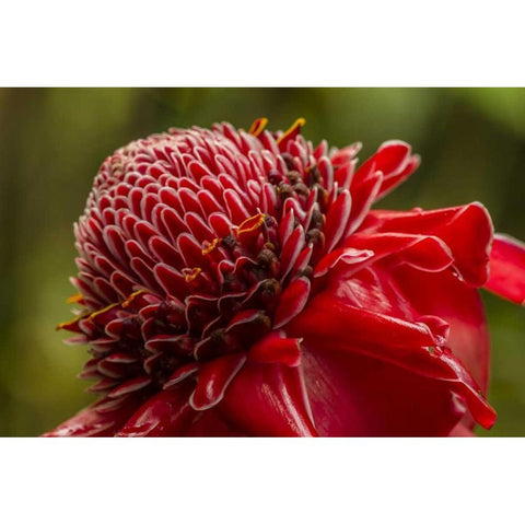 Hawaii, The Big Island Ginger blossom White Modern Wood Framed Art Print by Illg, Cathy and Gordon