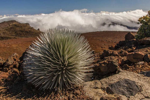HI, Maui, Haleakala NP Silversword plant Black Ornate Wood Framed Art Print with Double Matting by Illg, Cathy and Gordon