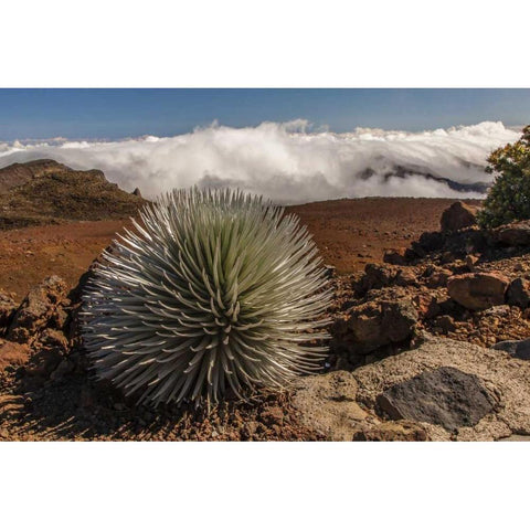HI, Maui, Haleakala NP Silversword plant Black Modern Wood Framed Art Print by Illg, Cathy and Gordon